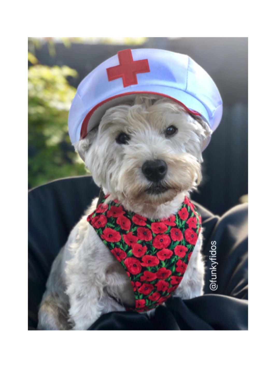 Harness Poppy Remembrance