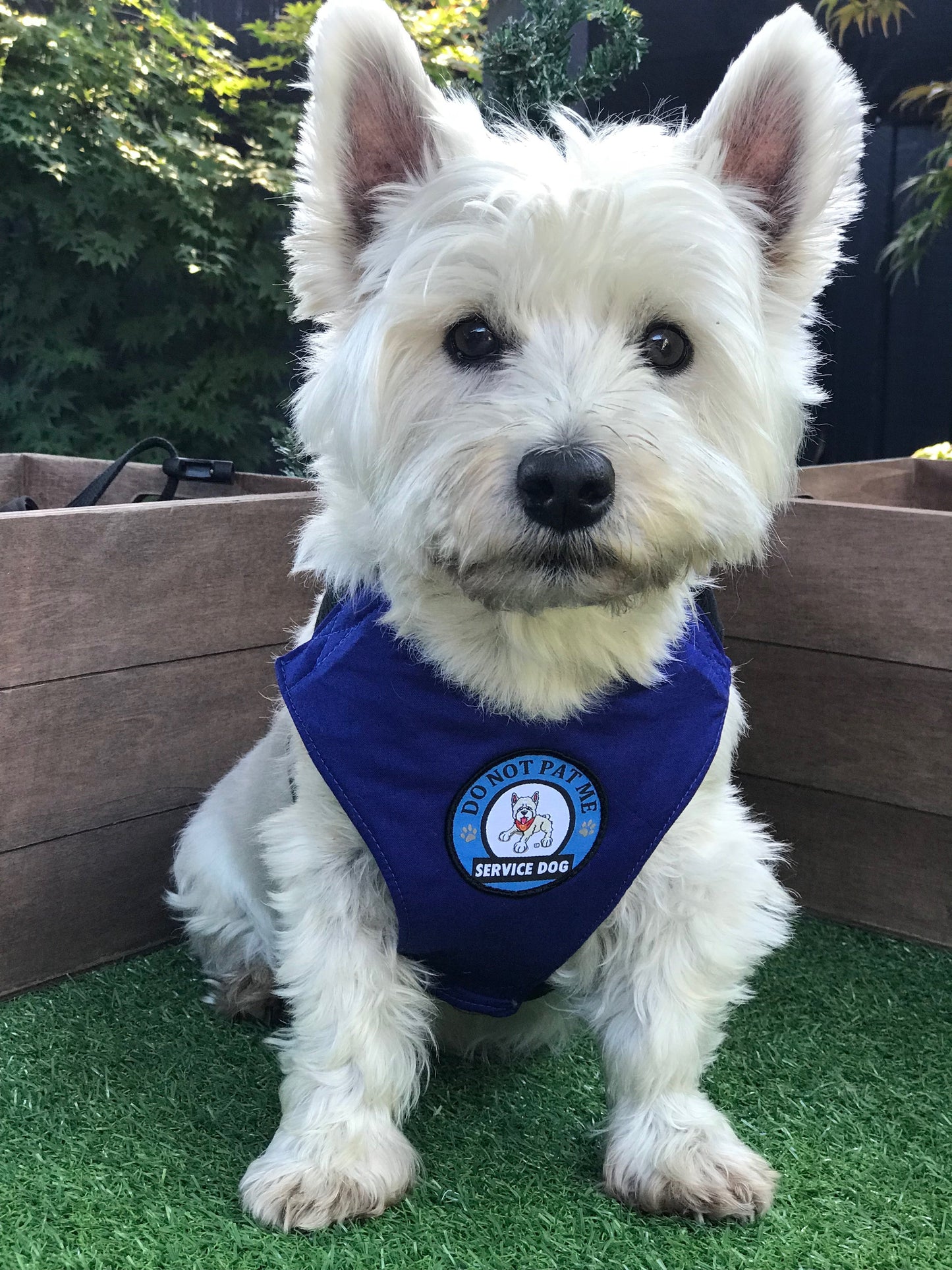 Alert Harness