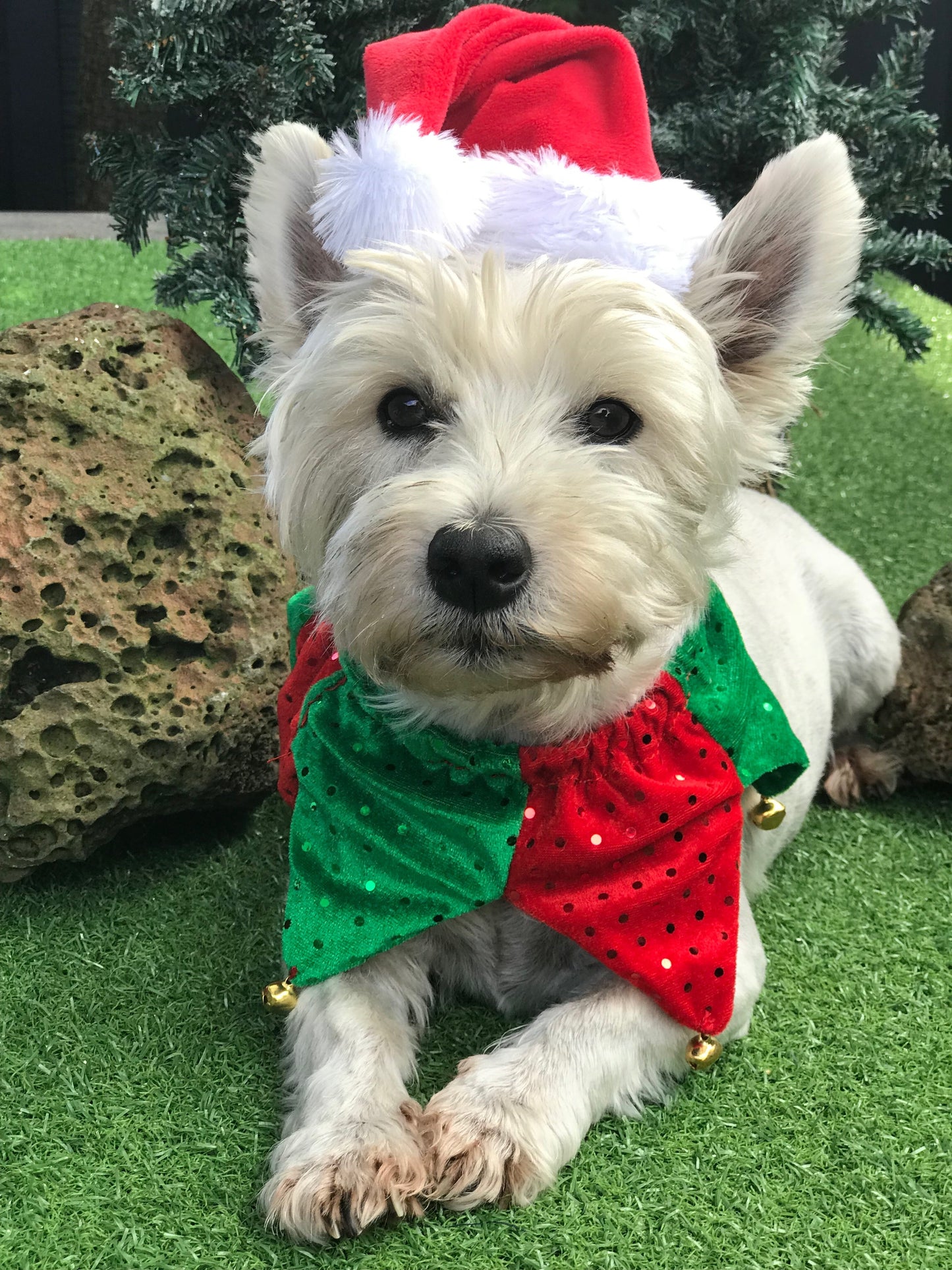 Christmas Elf Jingle Collar