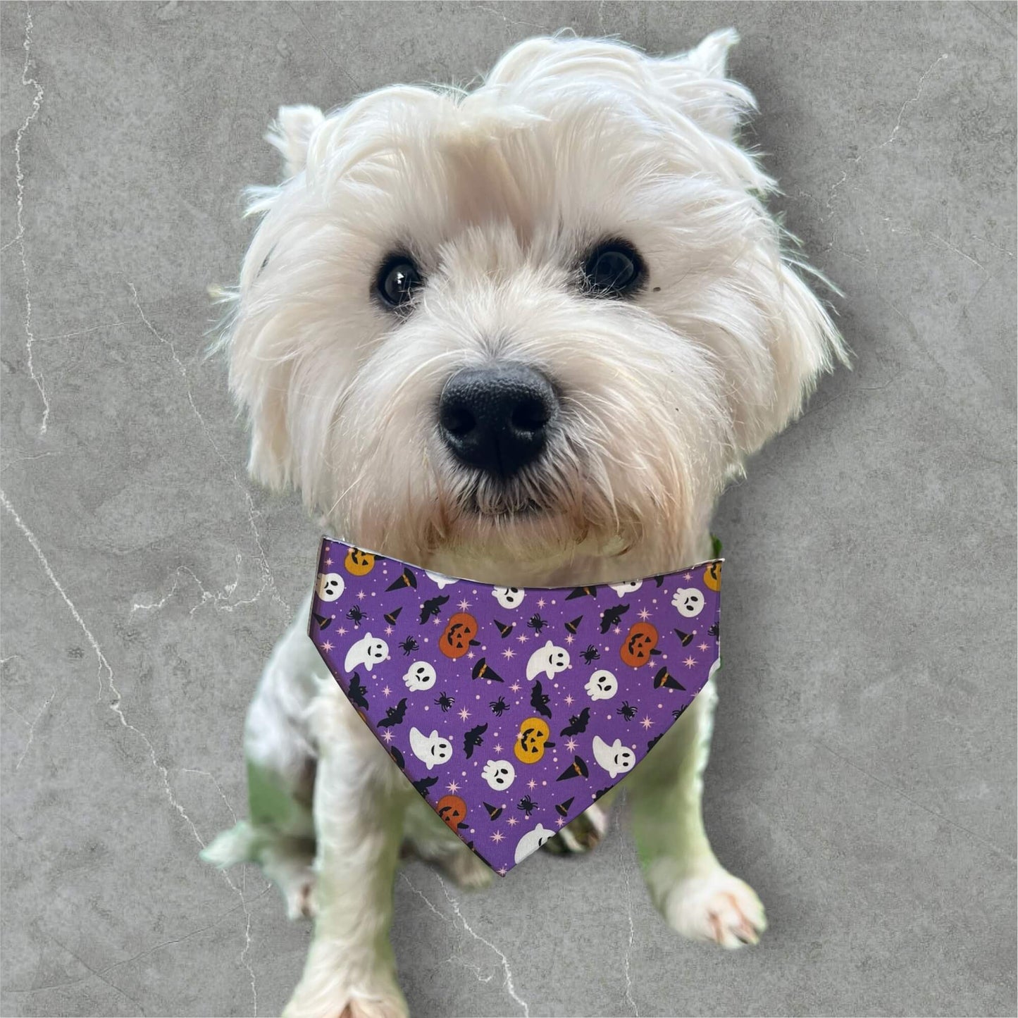 Doggy ‘Dana’s HALLOWEEN