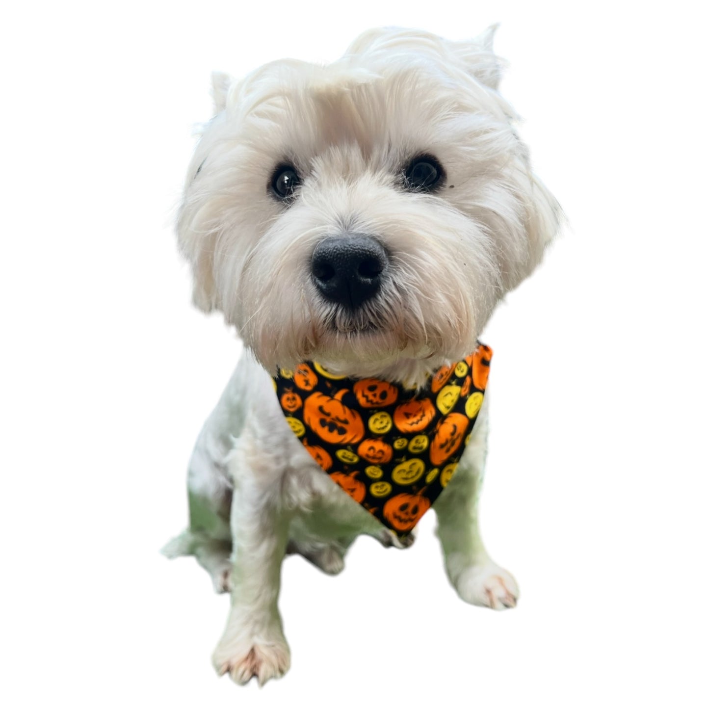 Doggy ‘Dana’s HALLOWEEN