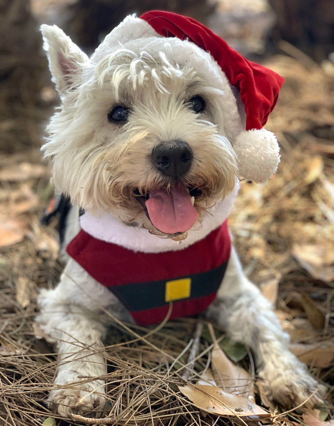 Christmas Harnesses