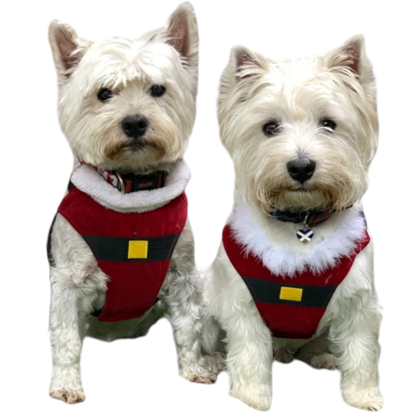 Christmas Harnesses